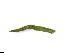  (Stackhousia pubescens - CCDB-44155-H07)  @11 [ ] by-nc (2023) Justin Holder Flinders University