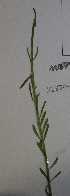  ( - CCDB-44155-C12)  @11 [ ] by-nc (2023) Justin Holder Flinders University