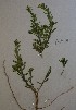  (Stackhousia spathulata - CCDB-44155-B12)  @11 [ ] by-nc (2023) Justin Holder Flinders University