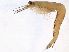  ( - BIOUG12646-D11)  @11 [ ] CreativeCommons - Attribution (2014) CBG Photography Group Centre for Biodiversity Genomics