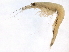 ( - BIOUG12646-E01)  @11 [ ] CreativeCommons - Attribution (2014) CBG Photography Group Centre for Biodiversity Genomics