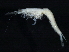  ( - BIOUG12670-E11)  @11 [ ] CreativeCommons - Attribution (2014) CBG Photography Group Centre for Biodiversity Genomics