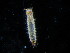  ( - BC-XP0007)  @12 [ ] Copyright (2014) Xavier Pineau Research colllection of Xavier Pineau