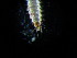  ( - BC-XP0007)  @12 [ ] Copyright (2014) Xavier Pineau Research colllection of Xavier Pineau