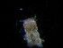  ( - BC-XP0007)  @12 [ ] Copyright (2014) Xavier Pineau Research colllection of Xavier Pineau