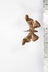  ( - BC-TB1688)  @11 [ ] Copyright (2010) Unspecified Research Collection of Thierry Bouyer