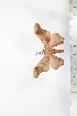  (Adrougeriana nenia - BC-TB1697)  @12 [ ] Copyright (2010) Unspecified Research Collection of Thierry Bouyer
