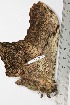  ( - BC-TB1767)  @12 [ ] Copyright (2010) Unspecified Research Collection of Thierry Bouyer