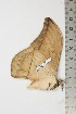  ( - BC-TB1923)  @12 [ ] Copyright (2010) Unspecified Research Collection of Thierry Bouyer