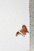  ( - BC-TB1958)  @12 [ ] Copyright (2010) Unspecified Research Collection of Thierry Bouyer