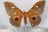  (Pseudobunaea cleopatra - BC-TB2403)  @14 [ ] Copyright (2010) Unspecified Research Collection of Thierry Bouyer