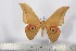  (Lobobunaea acuta - BC-TB2449)  @15 [ ] Copyright (2010) Unspecified Research Collection of Thierry Bouyer