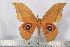  (Lobobunaea niepelti - BC-TB2450)  @15 [ ] Copyright (2010) Unspecified Research Collection of Thierry Bouyer