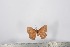  ( - BC-TB2518)  @12 [ ] Copyright (2010) Unspecified Research Collection of Thierry Bouyer