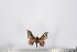  ( - BC-TB2713)  @12 [ ] Copyright (2010) Unspecified Research Collection of Thierry Bouyer