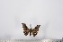  ( - BC-TB2782)  @12 [ ] Copyright (2010) Unspecified Research Collection of Thierry Bouyer