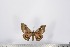  ( - BC-TB2785)  @12 [ ] Copyright (2010) Unspecified Research Collection of Thierry Bouyer