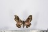  ( - BC-TB2789)  @12 [ ] Copyright (2010) Unspecified Research Collection of Thierry Bouyer