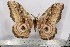  (Gynanisa germeauxi hecqui - BC-TB3061)  @15 [ ] Copyright (2010) Unspecified Research Collection of Thierry Bouyer