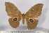  (Lobobunaea sangha - BC-TB3088)  @14 [ ] Copyright (2010) Unspecified Research Collection of Thierry Bouyer