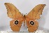  (Lobobunaea ansorgei - BC-TB3096)  @14 [ ] Copyright (2010) Unspecified Research Collection of Thierry Bouyer