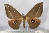  (Lobobunaea sp - BC-TB3113)  @11 [ ] Copyright (2010) Unspecified Research Collection of Thierry Bouyer