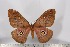  (Gonimbrasia cleoris - BC-TB3138)  @14 [ ] Copyright (2010) Unspecified Research Collection of Thierry Bouyer