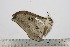  ( - BC-TB3165)  @12 [ ] Copyright (2010) Unspecified Research Collection of Thierry Bouyer