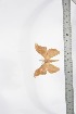  ( - BC-TB3455)  @13 [ ] Copyright (2010) Unspecified Research Collection of Thierry Bouyer