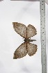  ( - BC-TB3506)  @12 [ ] Copyright (2010) Unspecified Research Collection of Thierry Bouyer