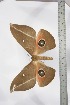  ( - BC-TB3513)  @13 [ ] Copyright (2010) Unspecified Research Collection of Thierry Bouyer