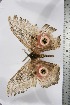  ( - BC-TB3818)  @12 [ ] Copyright (2010) Unspecified Research Collection of Thierry Bouyer