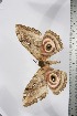  ( - BC-TB3830)  @12 [ ] Copyright (2010) Unspecified Research Collection of Thierry Bouyer
