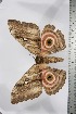  ( - BC-TB3831)  @11 [ ] Copyright (2010) Unspecified Research Collection of Thierry Bouyer