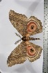  ( - BC-TB3842)  @12 [ ] Copyright (2010) Unspecified Research Collection of Thierry Bouyer