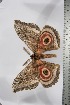  ( - BC-TB3844)  @12 [ ] Copyright (2010) Unspecified Research Collection of Thierry Bouyer