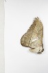  (Lobobunaea jokineni - BC-TB3854)  @12 [ ] Copyright (2010) Unspecified Research Collection of Thierry Bouyer