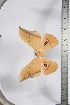  ( - BC-TB3873)  @13 [ ] Copyright (2010) Unspecified Research Collection of Thierry Bouyer