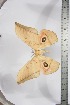  ( - BC-TB3874)  @11 [ ] Copyright (2010) Unspecified Research Collection of Thierry Bouyer