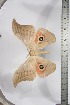  ( - BC-TB3889)  @12 [ ] Copyright (2010) Unspecified Research Collection of Thierry Bouyer