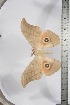  ( - BC-TB3890)  @12 [ ] Copyright (2010) Unspecified Research Collection of Thierry Bouyer