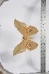  ( - BC-TB3932)  @11 [ ] Copyright (2010) Unspecified Research Collection of Thierry Bouyer