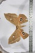  ( - BC-TB3945)  @11 [ ] Copyright (2010) Unspecified Research Collection of Thierry Bouyer