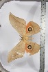  ( - BC-TB3949)  @11 [ ] Copyright (2010) Unspecified Research Collection of Thierry Bouyer