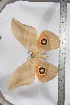  ( - BC-TB3950)  @11 [ ] Copyright (2010) Unspecified Research Collection of Thierry Bouyer