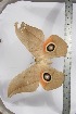  ( - BC-TB3951)  @12 [ ] Copyright (2010) Unspecified Research Collection of Thierry Bouyer