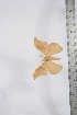  ( - BC-TB4071)  @12 [ ] Copyright (2010) Unspecified Research Collection of Thierry Bouyer