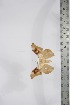  ( - BC-TB4227)  @11 [ ] Copyright (2010) Unspecified Research Collection of Thierry Bouyer