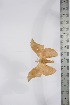  ( - BC-TB4242)  @13 [ ] Copyright (2010) Unspecified Research Collection of Thierry Bouyer