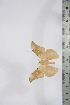  ( - BC-TB4268)  @13 [ ] Copyright (2010) Unspecified Research Collection of Thierry Bouyer